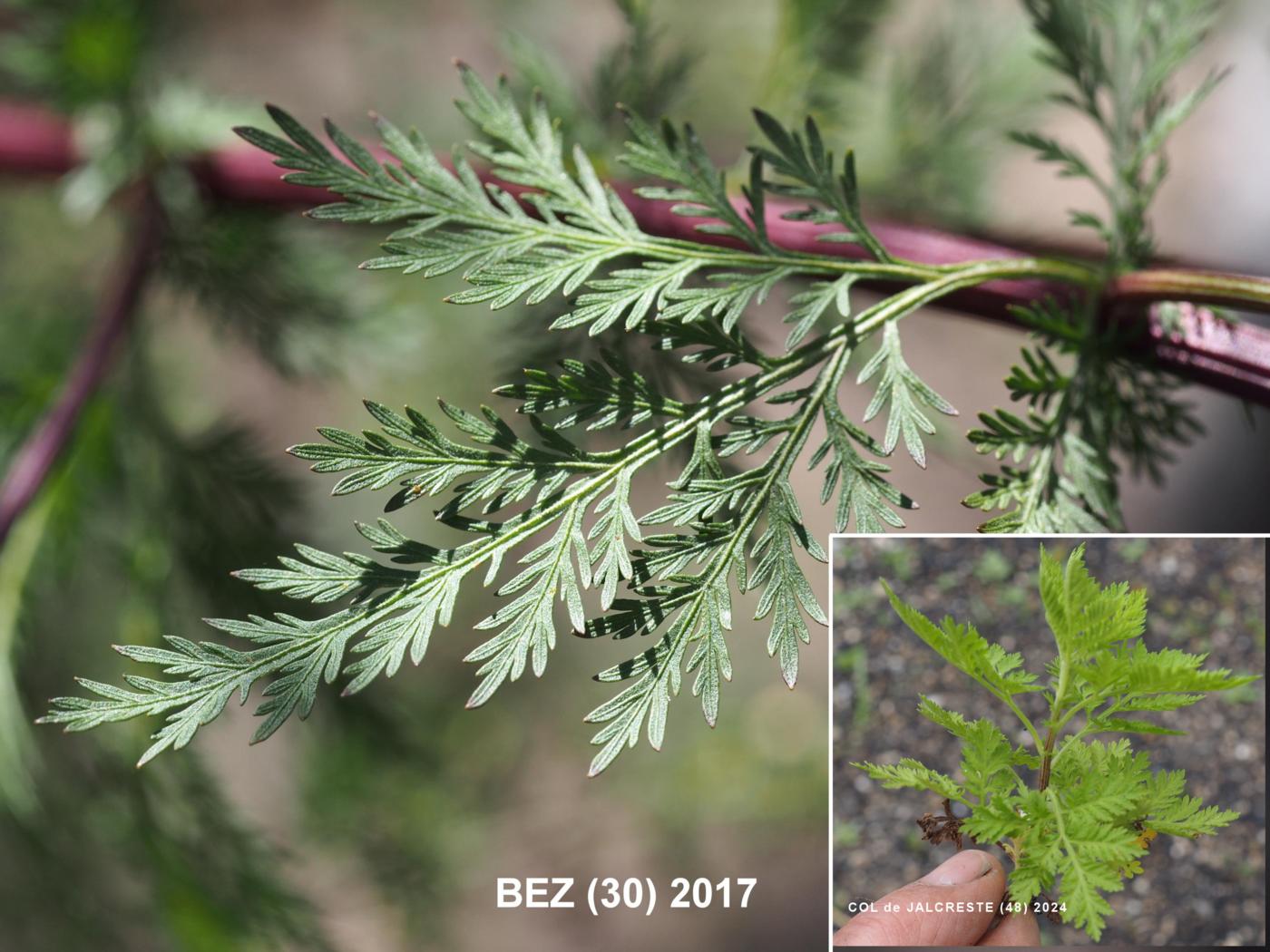 Mugwort, Annual leaf